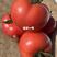 番茄苗西红柿苗耐低温大果型硬度好抗死棵抗线虫
