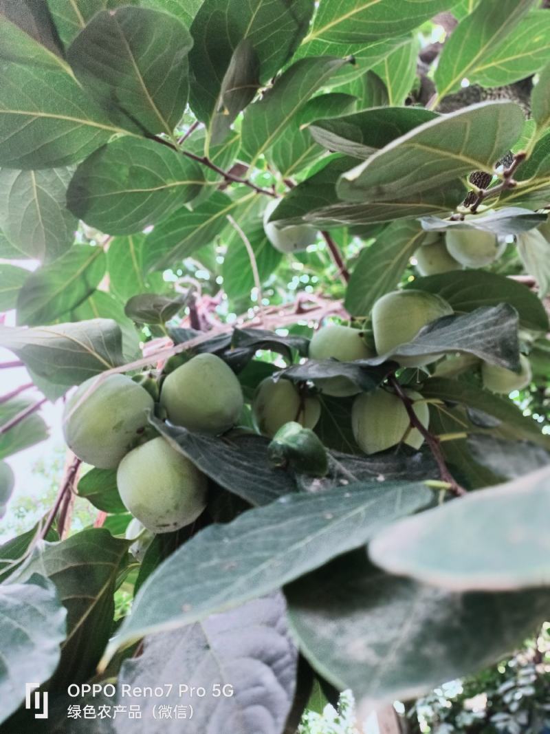 富平大尖柿子树，富平吊柿饼专用原料，庄里镇柿子柿饼的故乡