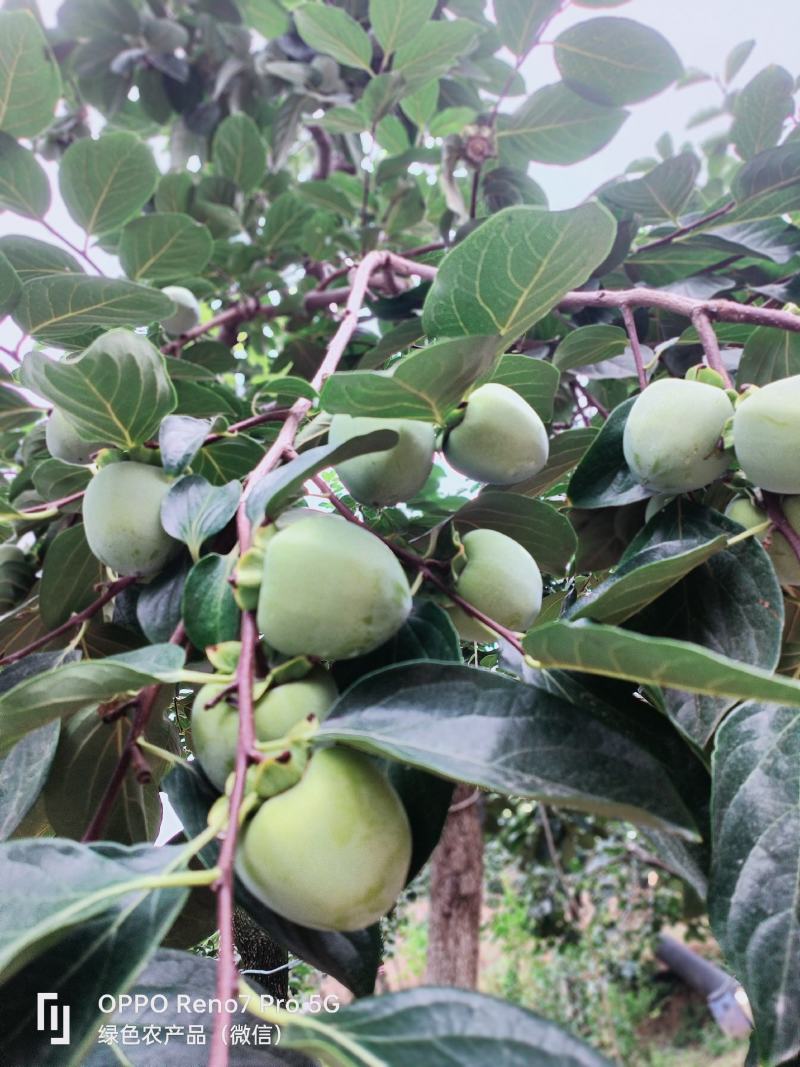 富平大尖柿子树，富平吊柿饼专用原料，庄里镇柿子柿饼的故乡