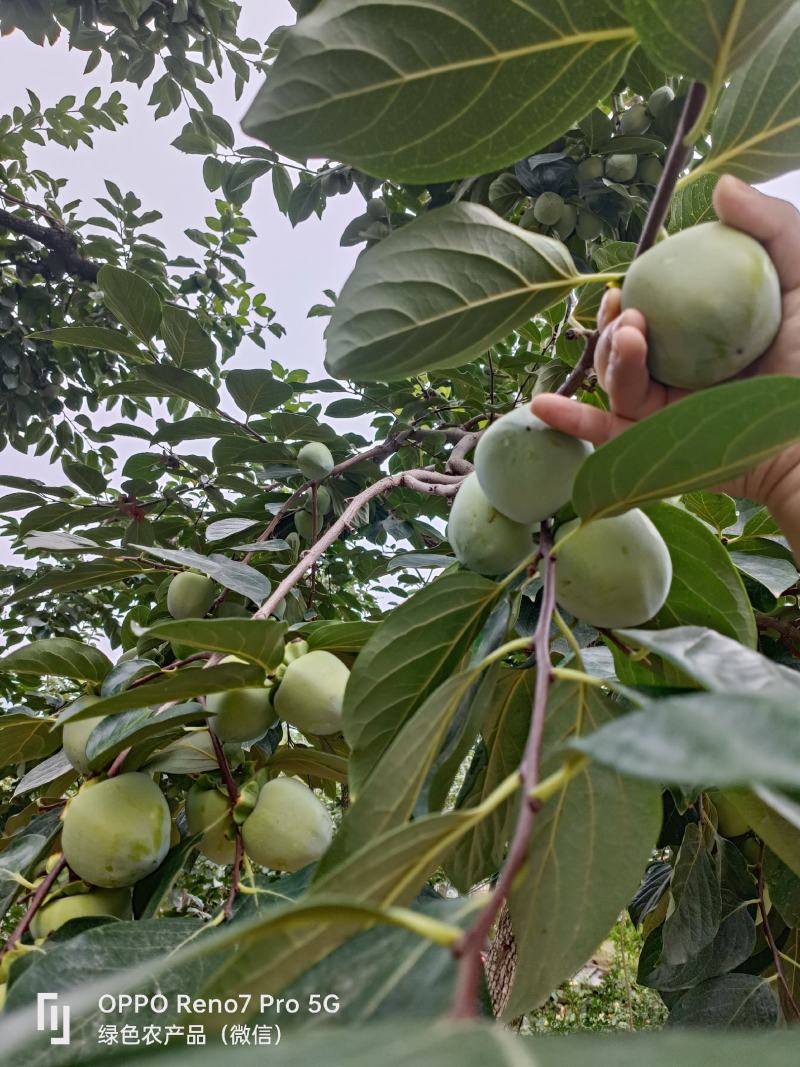 富平大尖柿子树，富平吊柿饼专用原料，庄里镇柿子柿饼的故乡