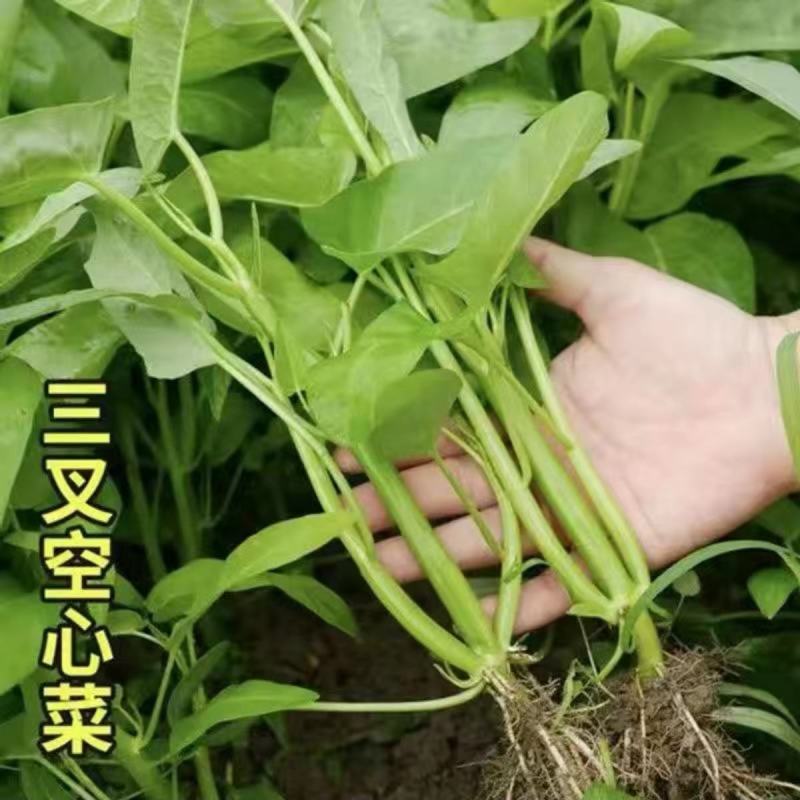福州三叉大梗空心菜种子1斤大叶空心菜种籽旱地水地栽培农户