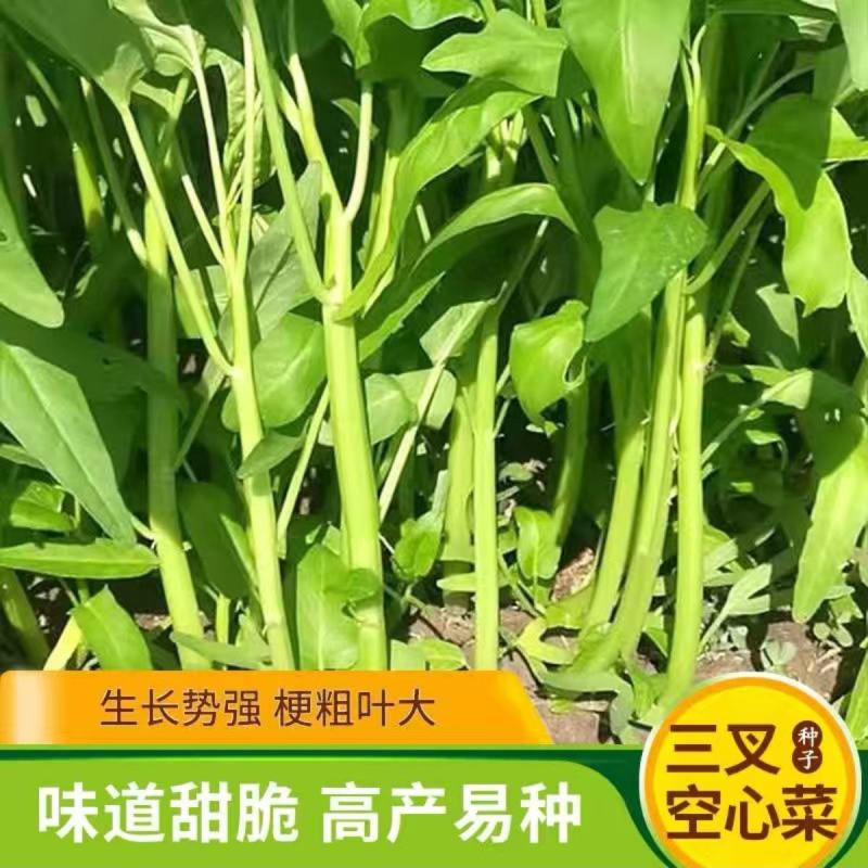 福州三叉大梗空心菜种子1斤大叶空心菜种籽旱地水地栽培农户