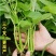 福州三叉大梗空心菜种子1斤大叶空心菜种籽旱地水地栽培农户