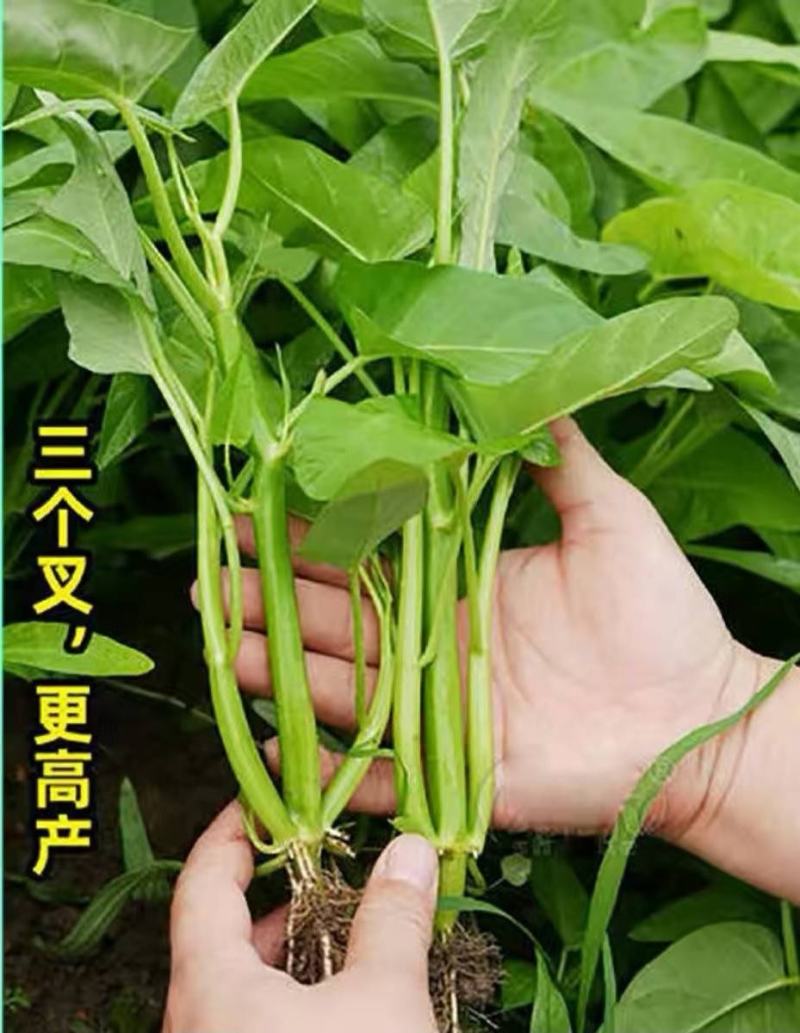 福州三叉大梗空心菜种子1斤大叶空心菜种籽旱地水地栽培农户