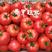 普罗旺斯番茄苗草莓番茄苗釜山88西红柿苗