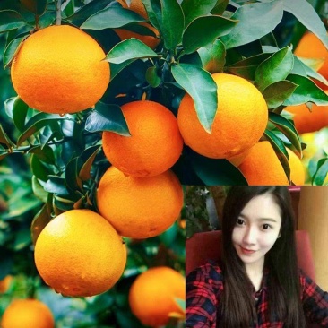 【牛商推荐】爱媛38果冻橙皮薄多汁果园现采果面干净品质保