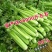 皇后西芹种子正宗西芹种子