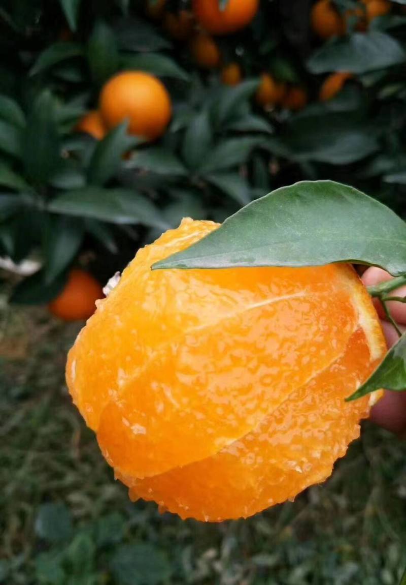【牛商推荐】爱媛38果冻橙皮薄多汁果园现采果面干净品质保