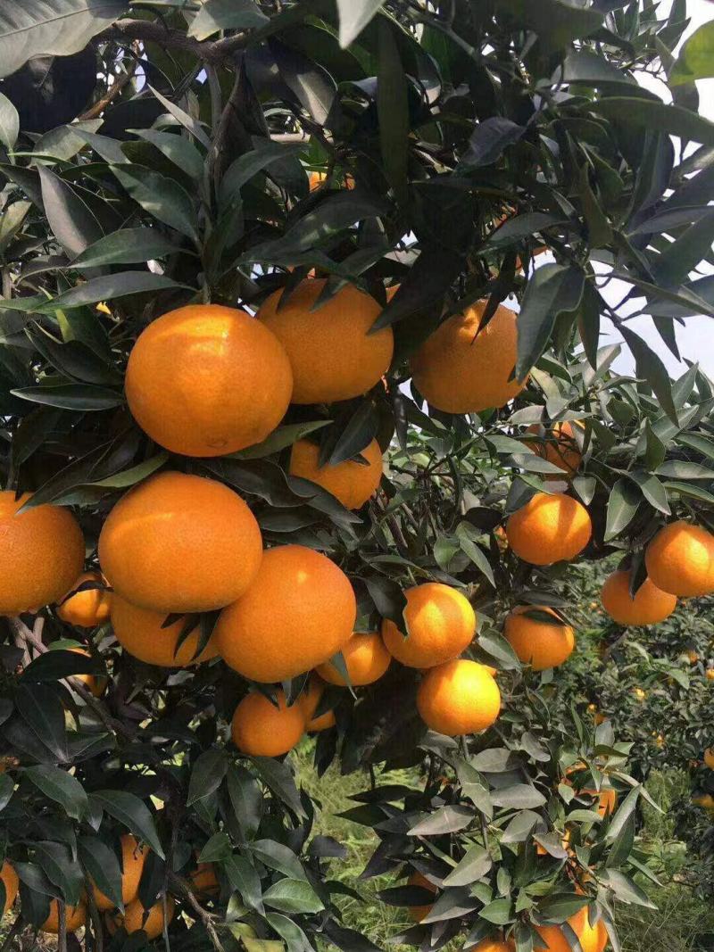 【牛商推荐】爱媛38果冻橙皮薄多汁果园现采果面干净品质保