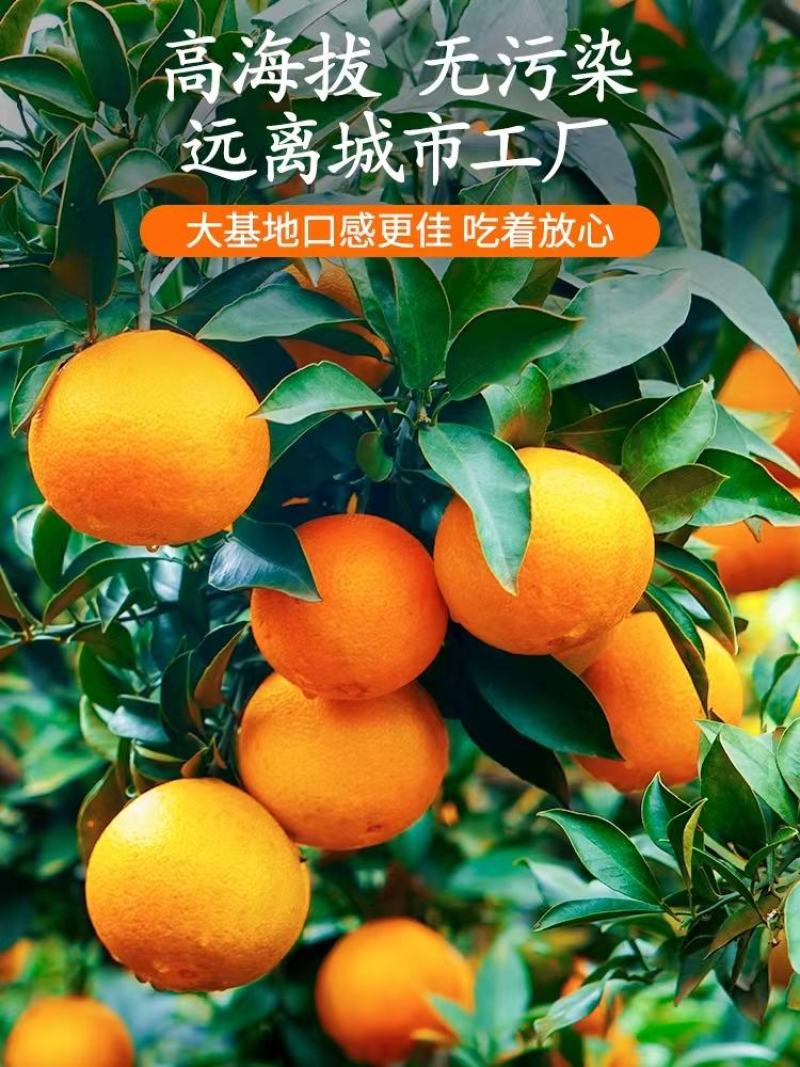 【牛商推荐】爱媛38果冻橙皮薄多汁果园现采果面干净品质保