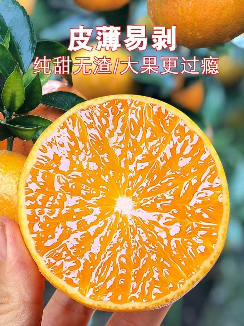 【牛商推荐】爱媛38果冻橙皮薄多汁果园现采果面干净品质保
