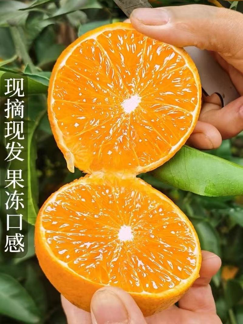 【牛商推荐】爱媛38果冻橙皮薄多汁果园现采果面干净品质保