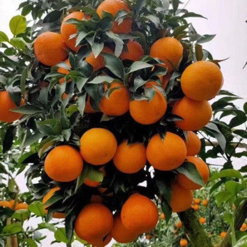 【牛商推荐】爱媛38果冻橙皮薄多汁果园现采果面干净品质保