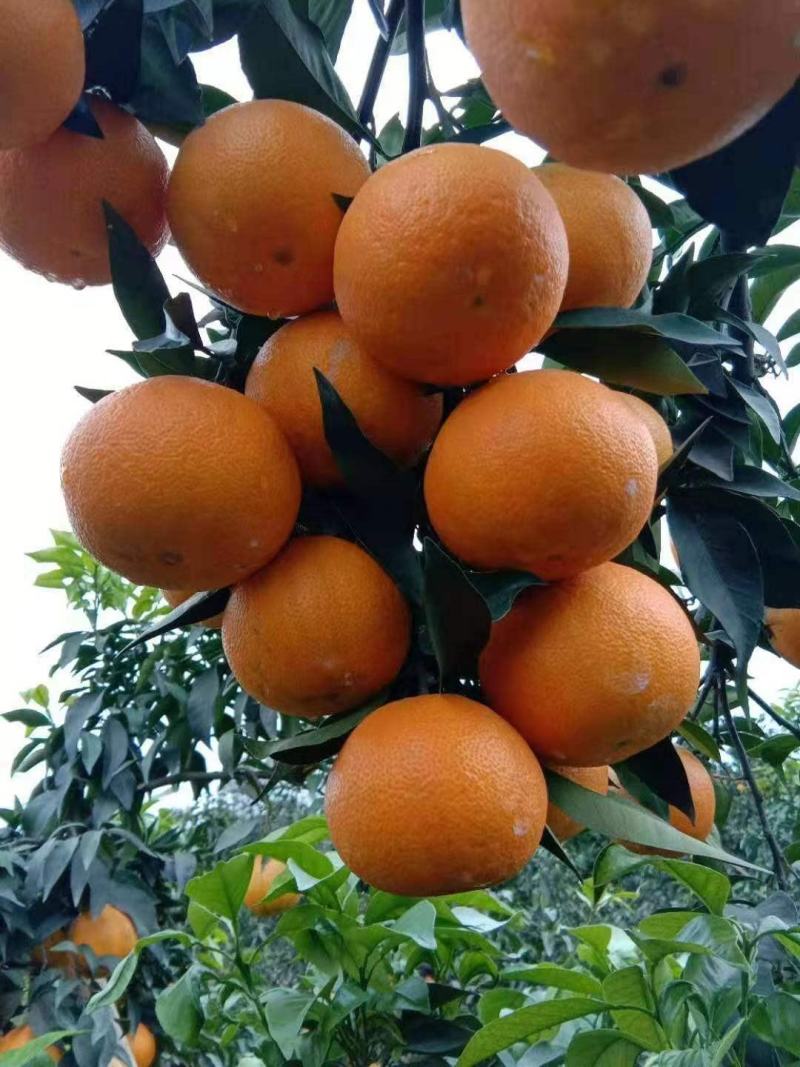 【牛商推荐】爱媛38果冻橙皮薄多汁果园现采果面干净品质保