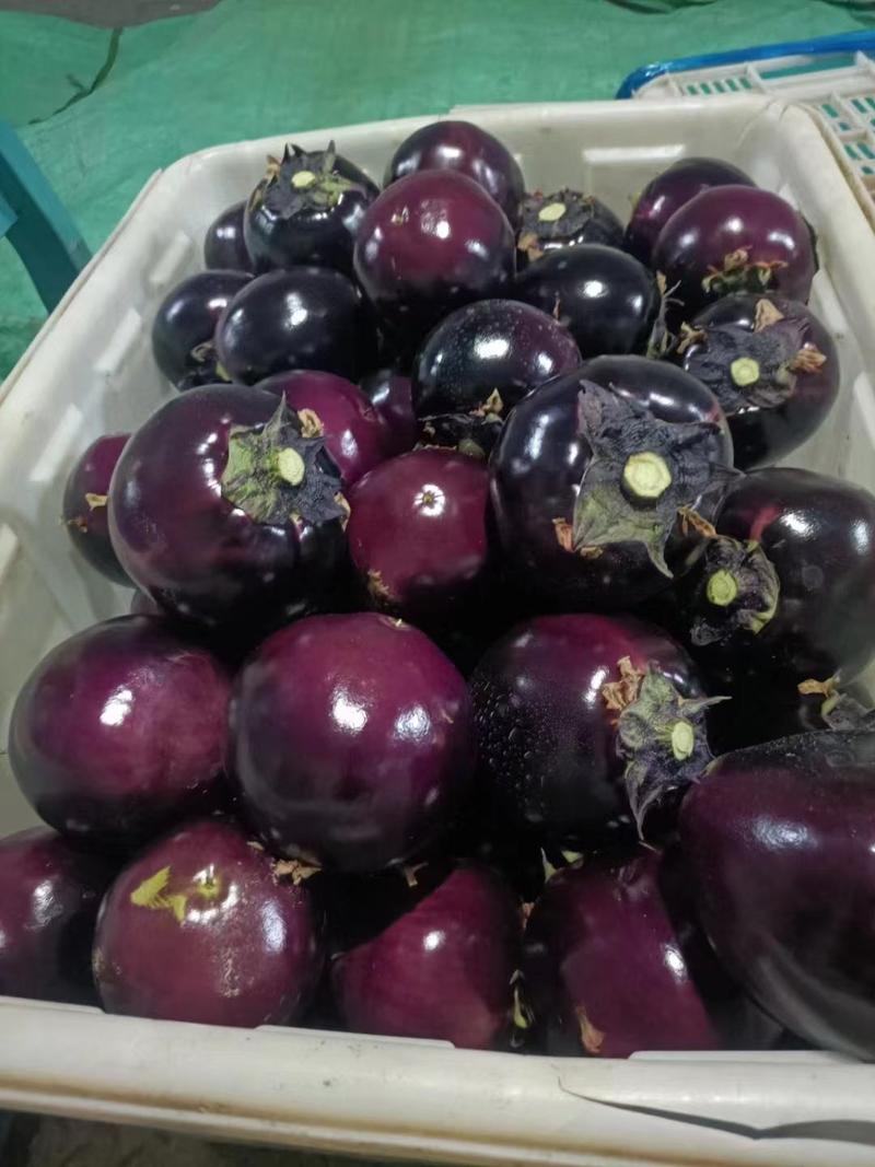 紫光圆茄大量上市，保质保量，代收，代发，超市电商对接