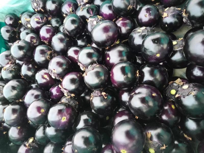 紫光圆茄大量上市，保质保量，代收，代发，超市电商对接