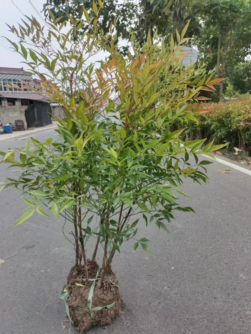 南天竹工程苗