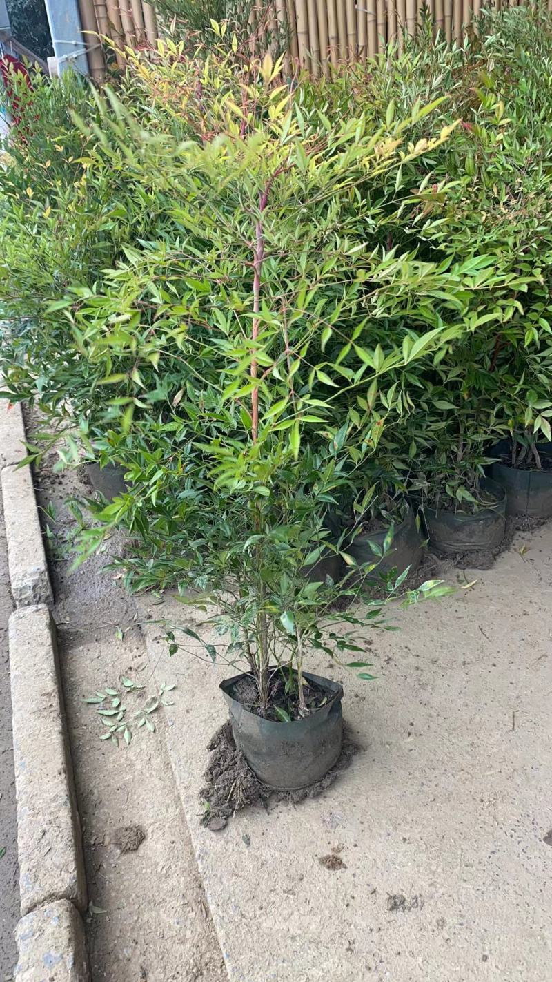 南天竹工程苗