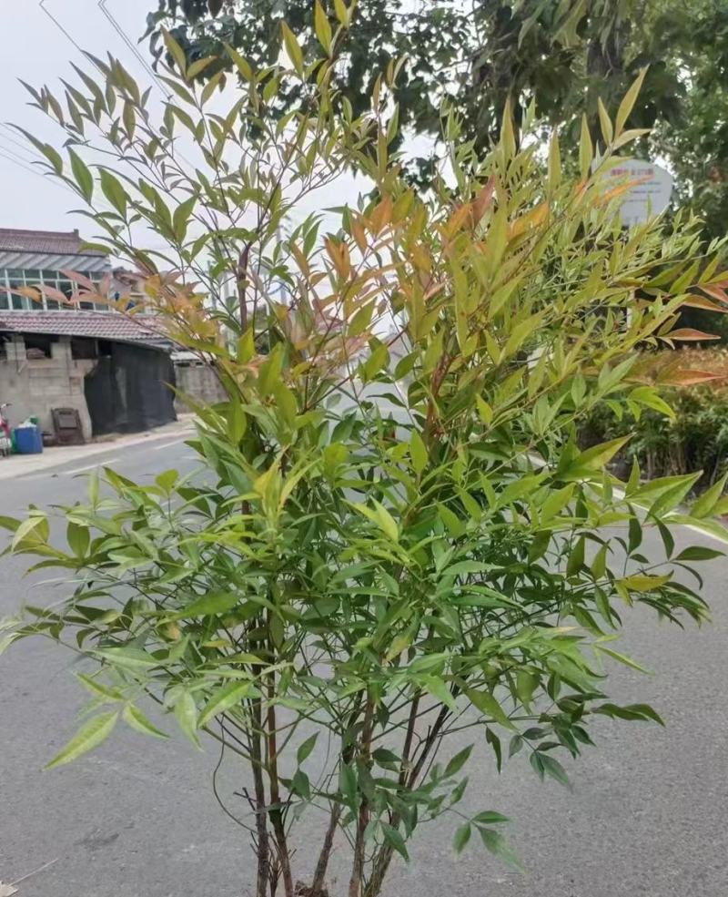 南天竹工程苗