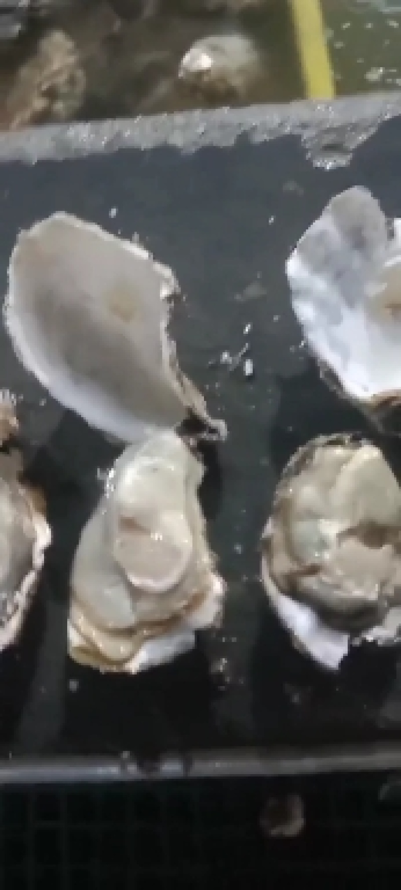 产地直供，规格齐全，货源充足，价美物廉。