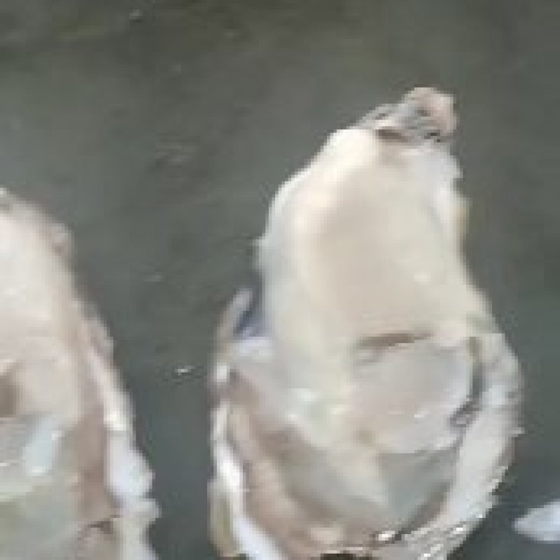 产地直供，规格齐全，货源充足，价美物廉。
