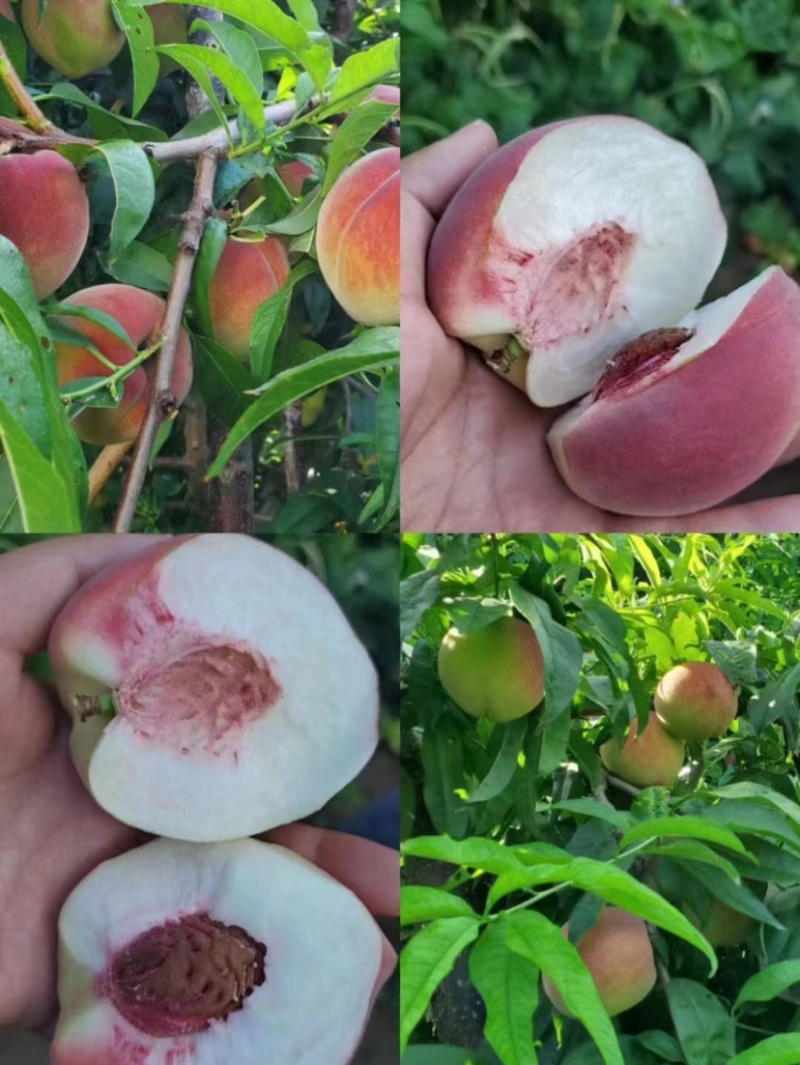 临朐县嵩山蜜桃，口感好，甜度高，离核。