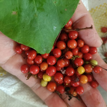 千金藤种子基地发货