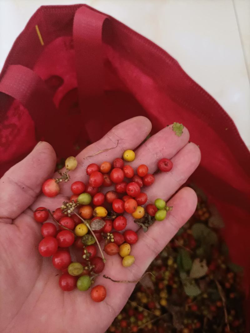 千金藤种子基地发货