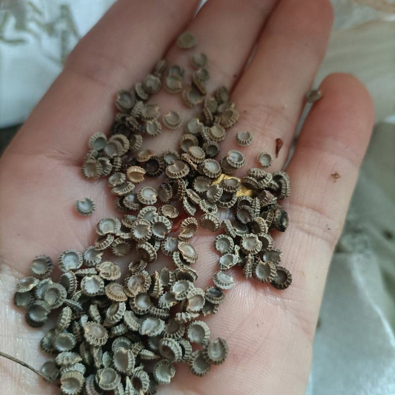 粉防己种子带播种方法