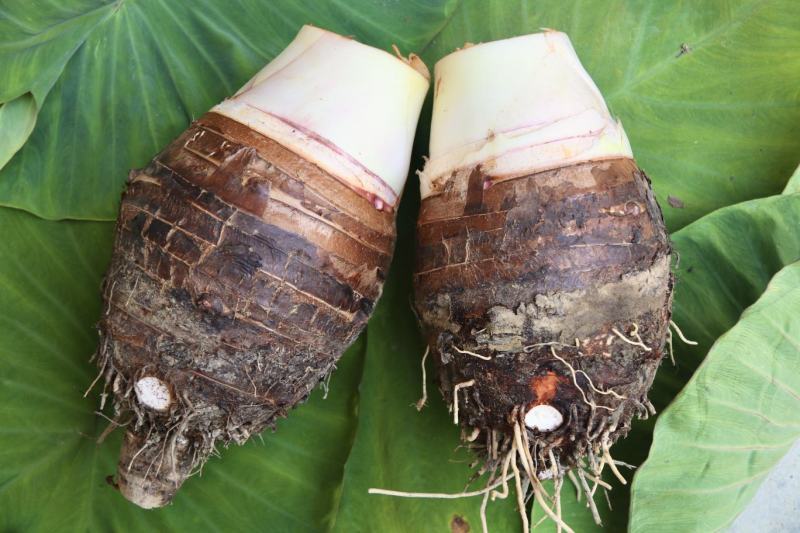 自家基地种植大芋头量大批发一首货源，欢迎询价