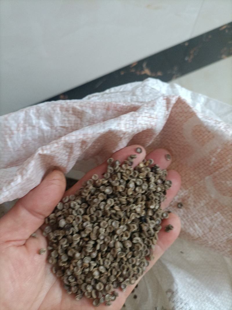 粉防己种子带播种方法