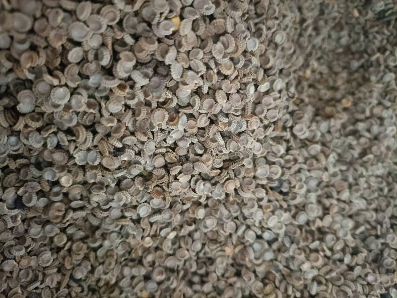 粉防己种子带播种方法