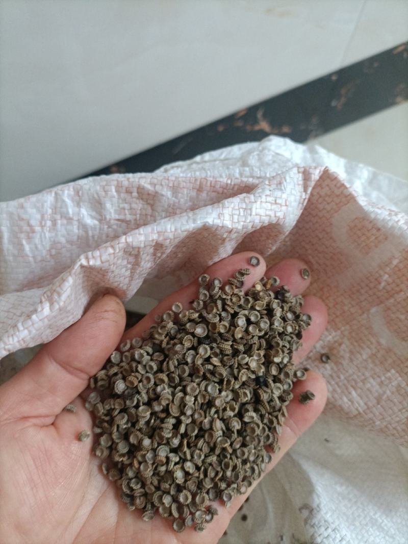 粉防己种子带播种方法