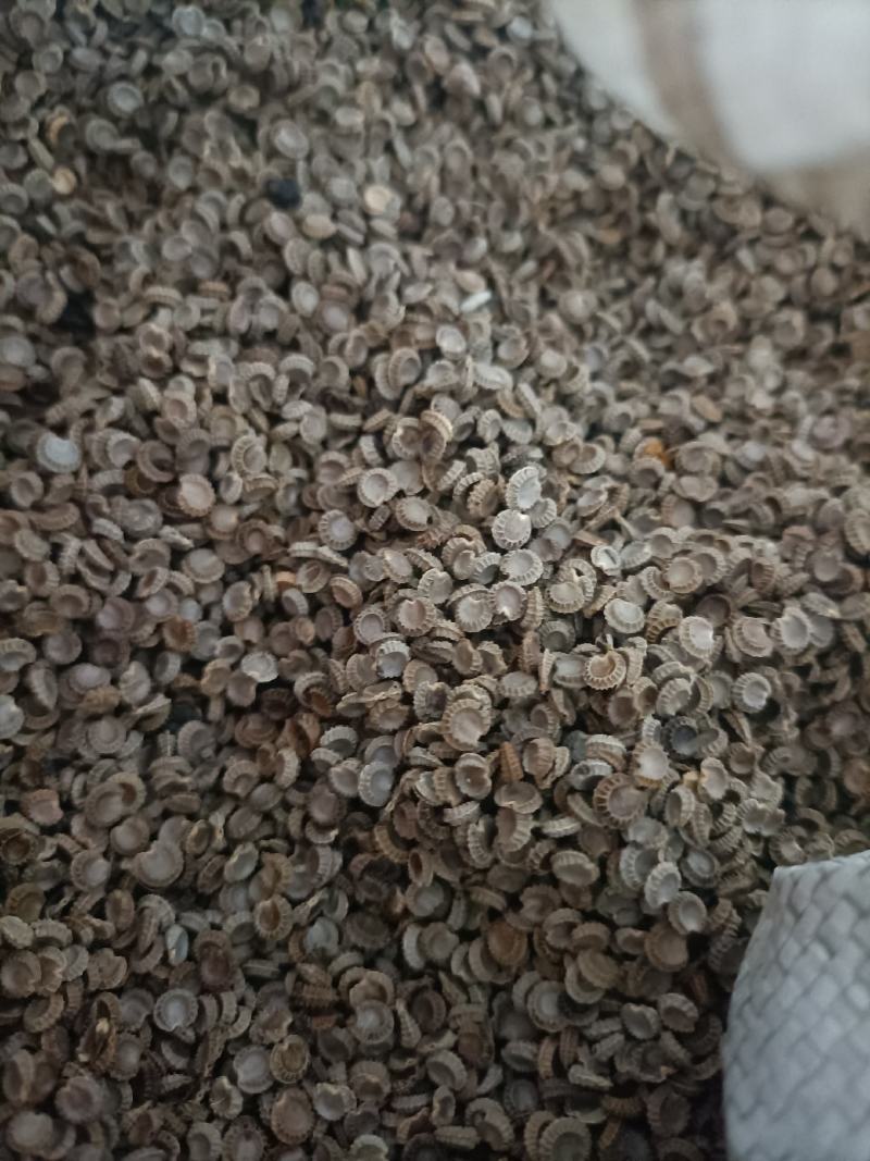 粉防己种子带播种方法