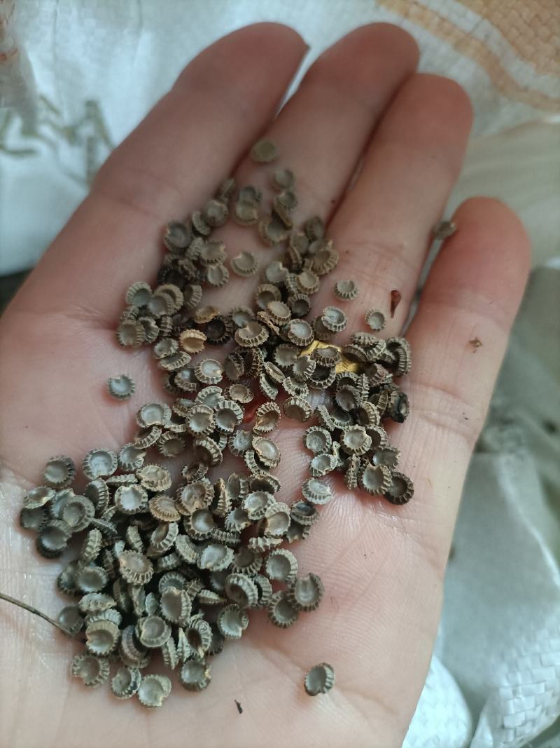 粉防己种子带播种方法