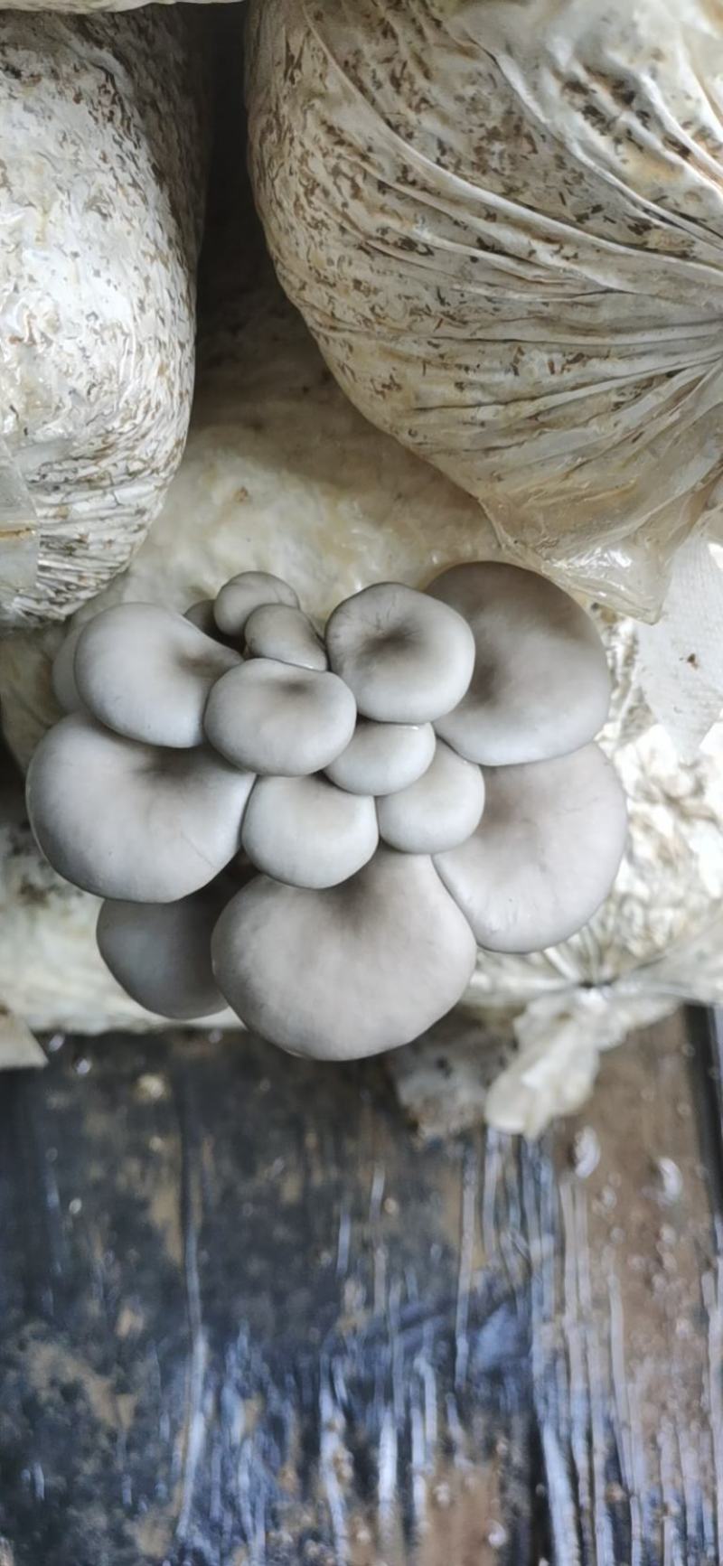 好白净秀珍菇河北基地直发保质保量供货对接全国