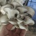好白净秀珍菇河北基地直发保质保量供货对接全国