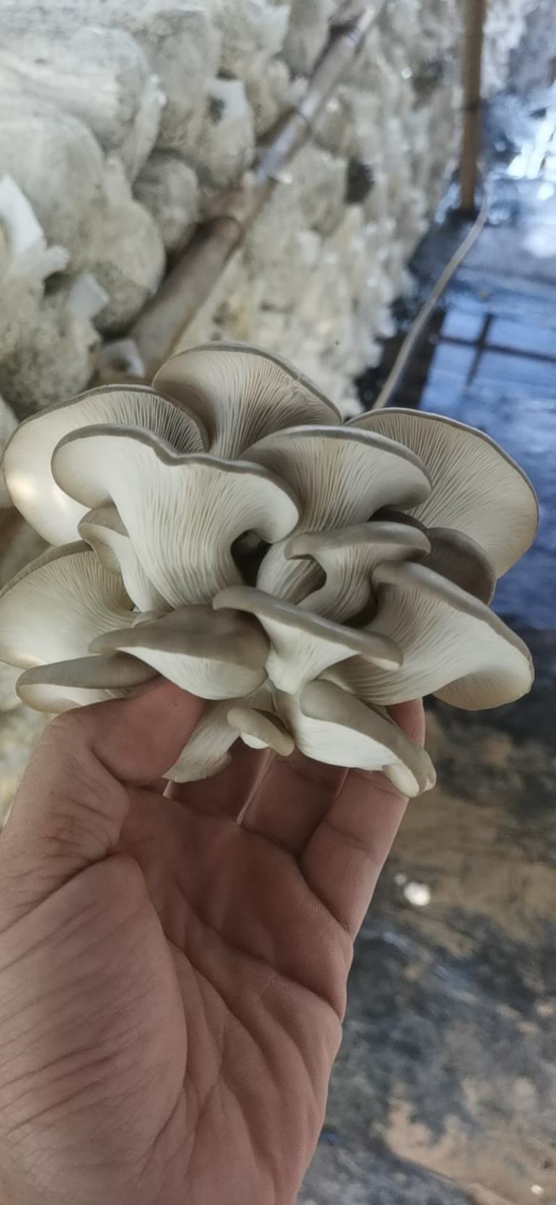 好白净秀珍菇河北基地直发保质保量供货对接全国