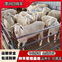 纯种澳洲白绵羊活羊羊羔活苗养殖成年怀孕母羊澳洲白活体种公