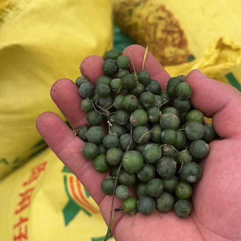 鸡头黄精种子鲜果倒苗品种发芽率高刚采摘的带皮鲜果青皮