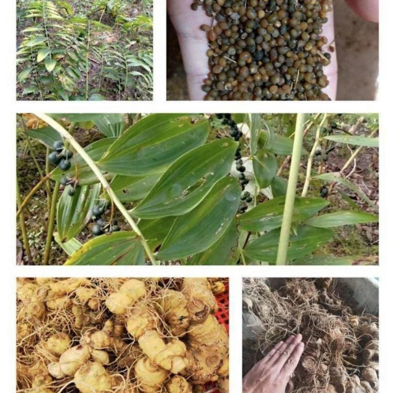 鸡头黄精种子鲜果倒苗品种发芽率高刚采摘的带皮鲜果青皮