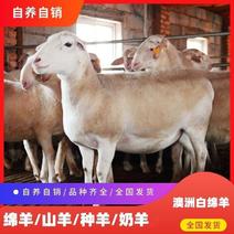 澳洲白绵羊成年种公羊孕母羊活羊澳洲白羊纯种活体小羊可配种