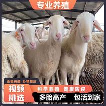 澳洲白绵羊大型肉羊品种体型大产地直发澳洲白绵羊