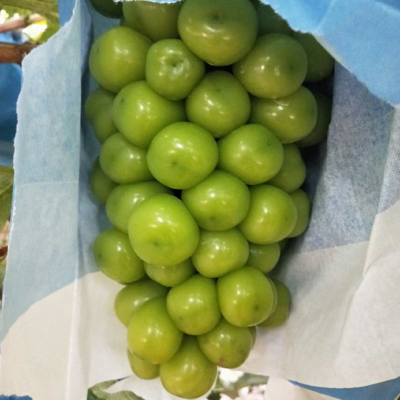 阳光玫瑰