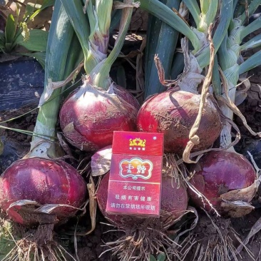 红皮洋葱