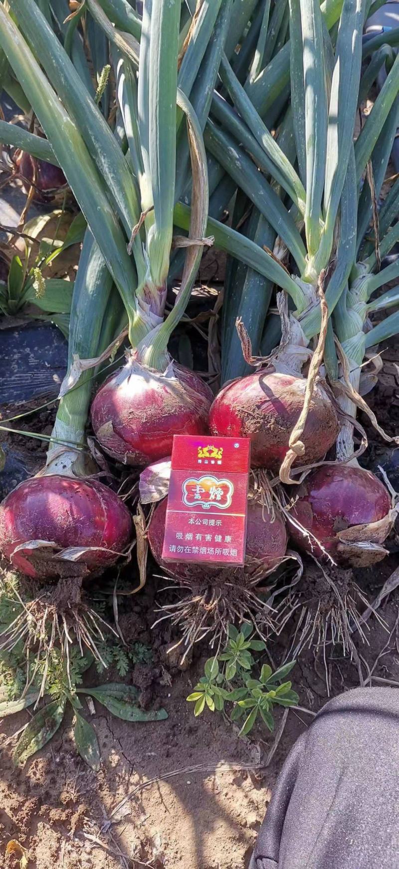 红皮洋葱