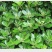 海桐海桐种子海桐小苗海桐工程用苗四季易播种多年生四季长青
