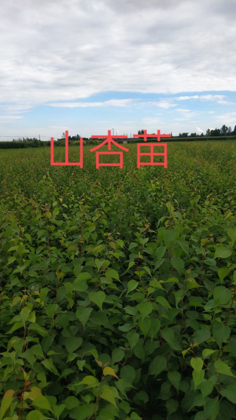 一年生榆树苗，50，80公分以上的混级苗，自产自销