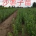 一年生榆树苗，50，80公分以上的混级苗，自产自销