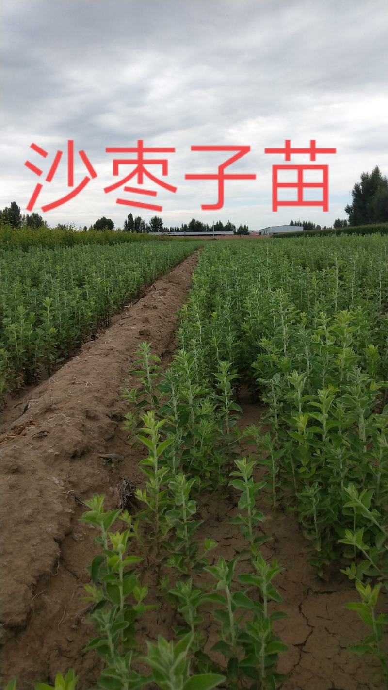 一年生榆树苗，50，80公分以上的混级苗，自产自销